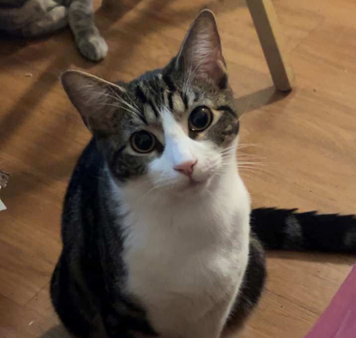 Photo of Chloe and Binx