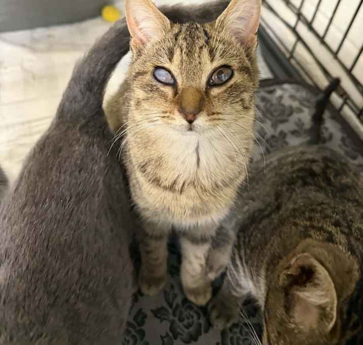 Photo of Leroy Brown Tabby Bad Eye