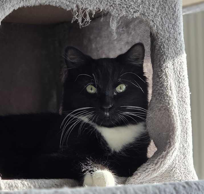 Photo of Mr. Whiskers