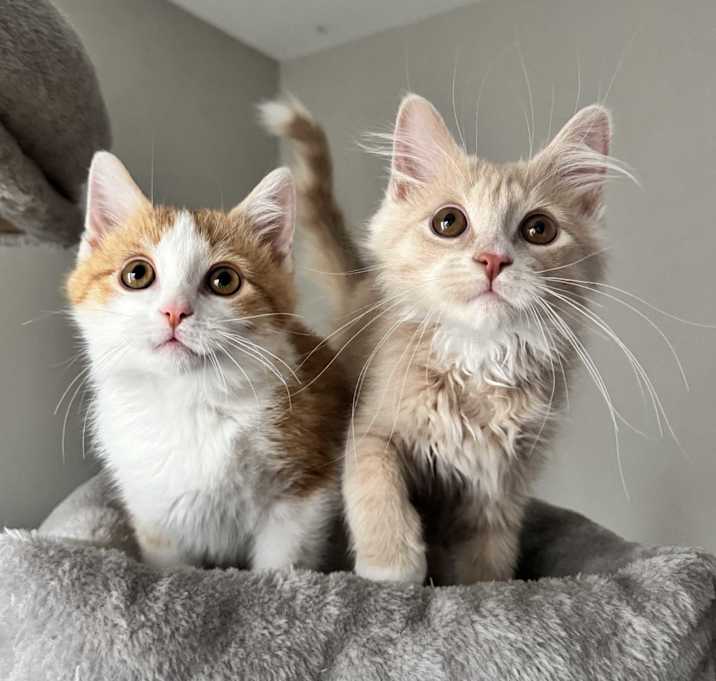 Photo of Buttermilk & Eggnog