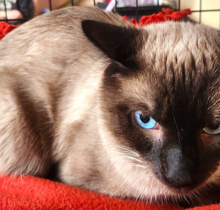 Photo of CINNAMON TOAST