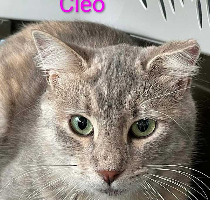 Photo of Cleo @Pet Supplies Plus Kokomo