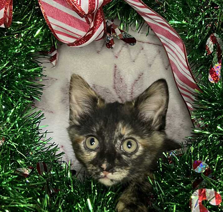 Photo of Princess Donut