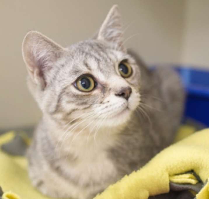 Photo of Leonardo Da Vinci