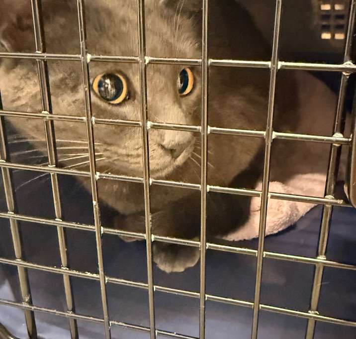 Photo of YORK-Stray-14670