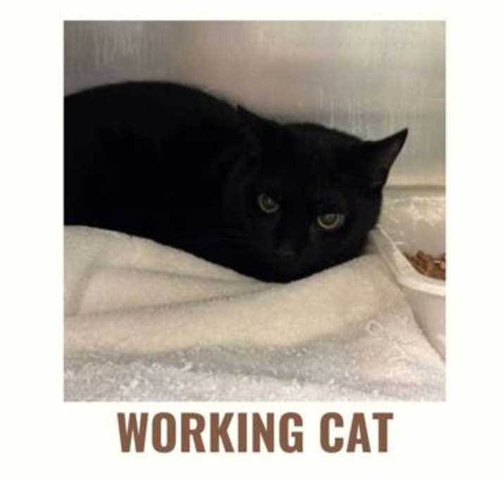 Photo of Squeak Suppression System