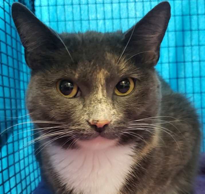 Photo of KITTY KITTY