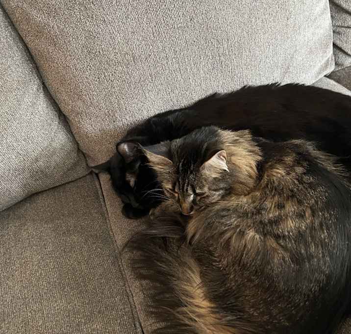 Photo of Stella & Bear