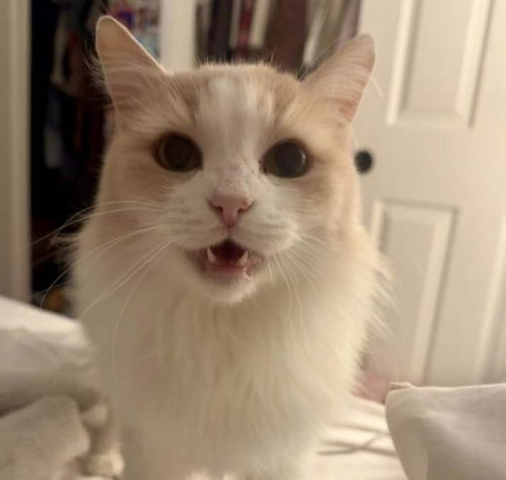 Photo of Freya Fluffington