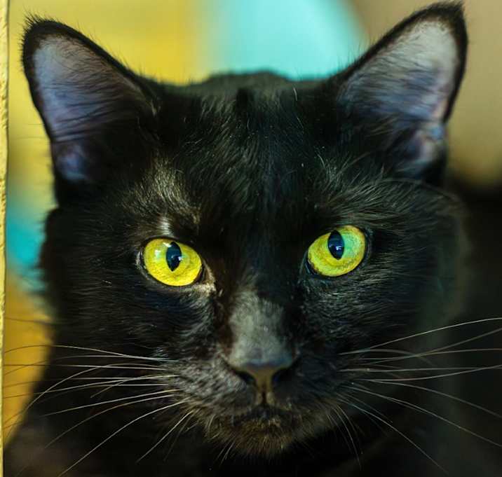 Photo of Kool Moe Dee