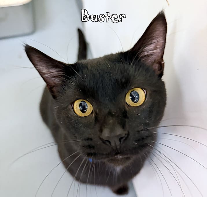 Photo of Buster @PAWZ pet cafe