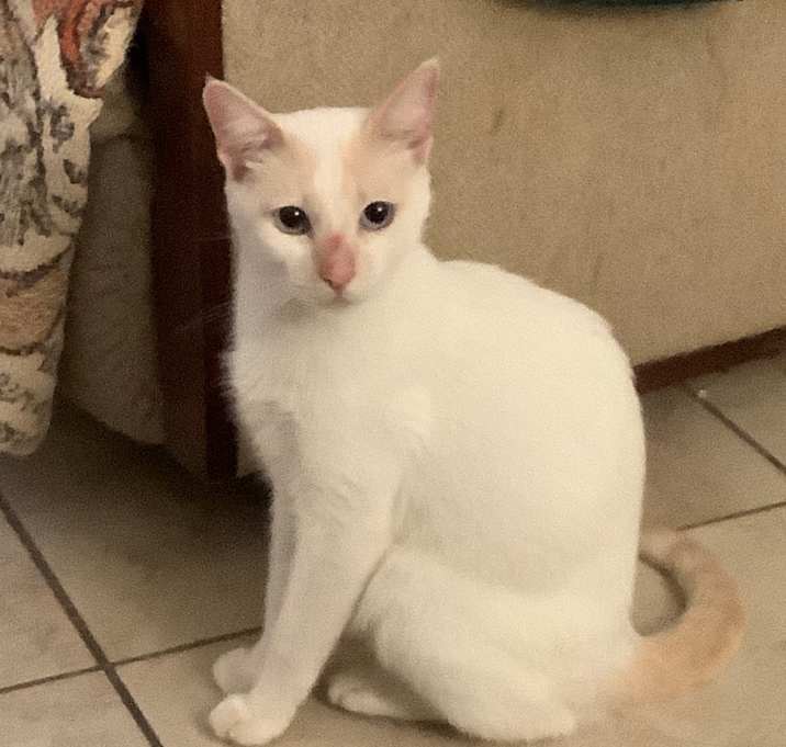 Photo of Apricot - Chino Hills Location **available 01/07**