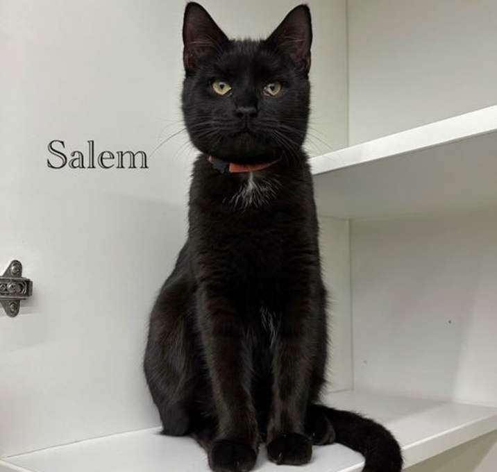 Photo of Salem