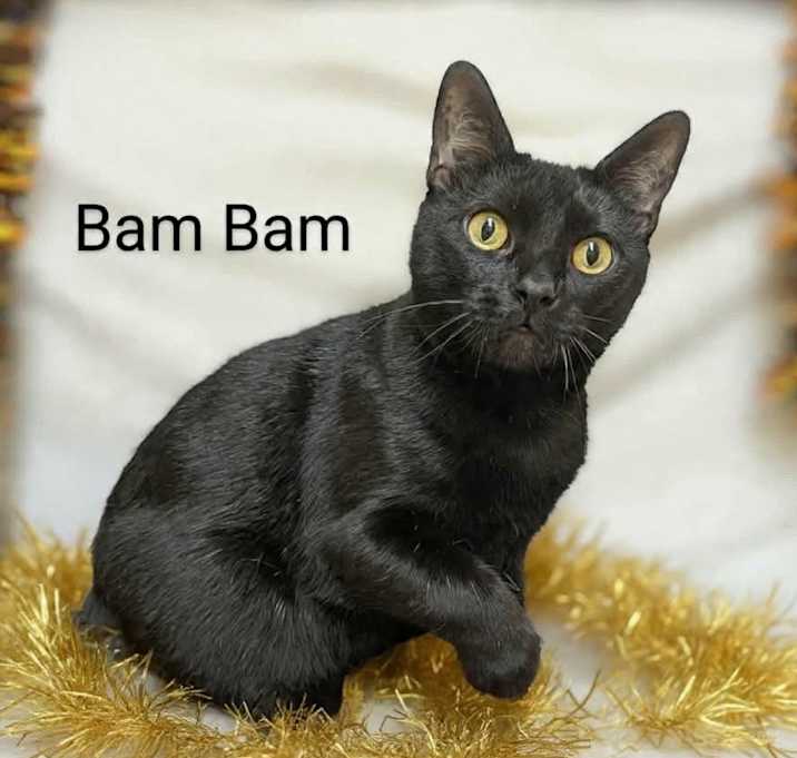 Photo of Bam Bam