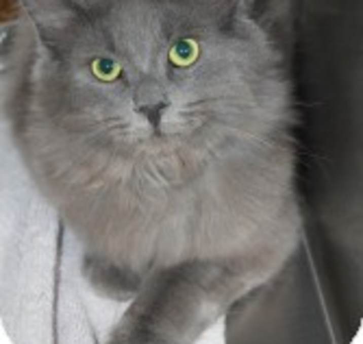 Photo of Dusty