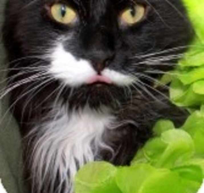 Photo of Sylvester