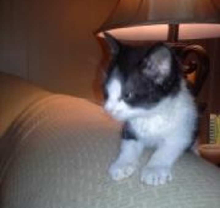 Photo of Meeko
