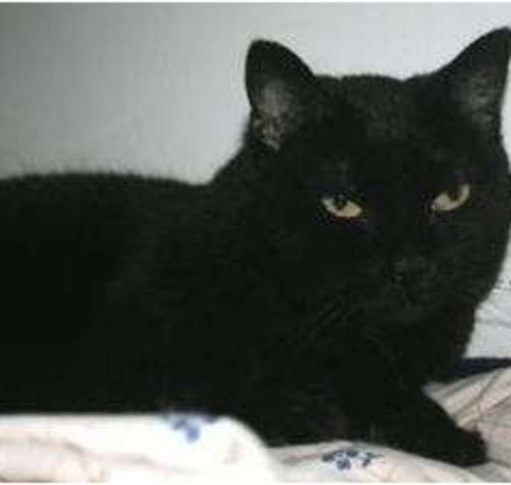 Photo of Sabre