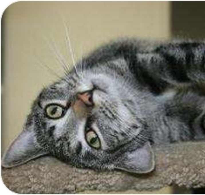 Photo of Sweet Pea