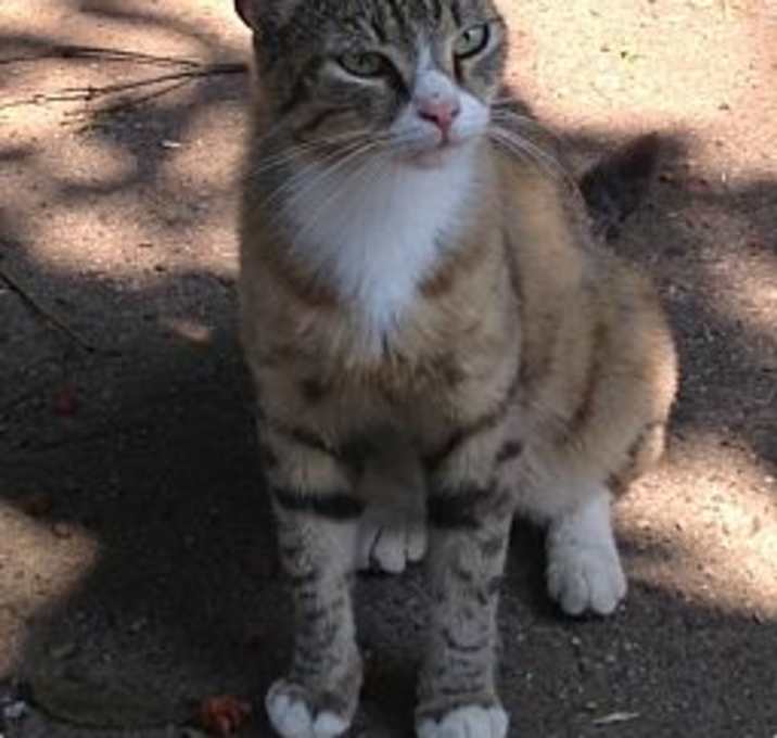 Photo of Kahlua