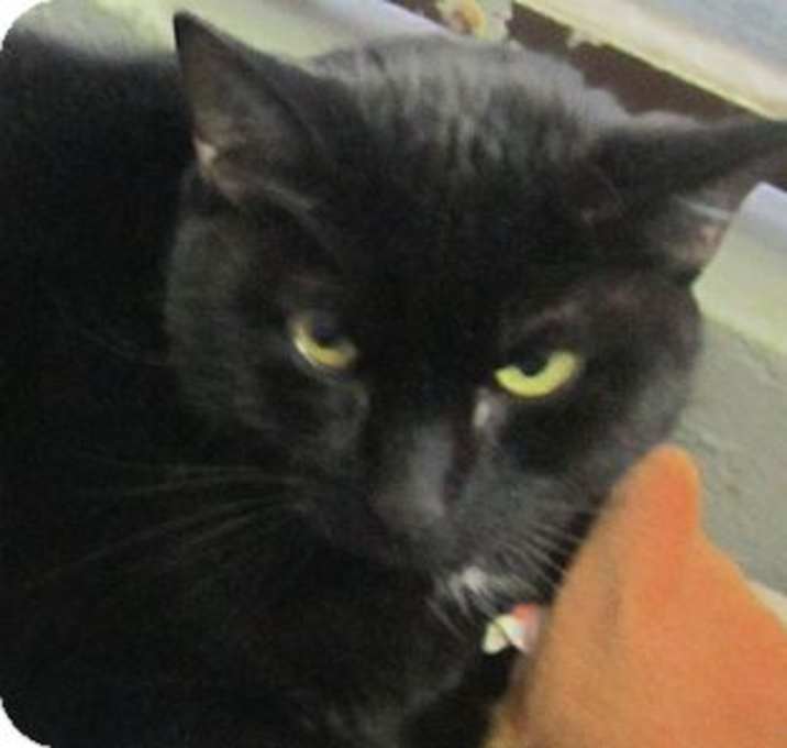Photo of Guinevere