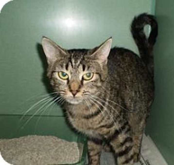 Photo of Kitty