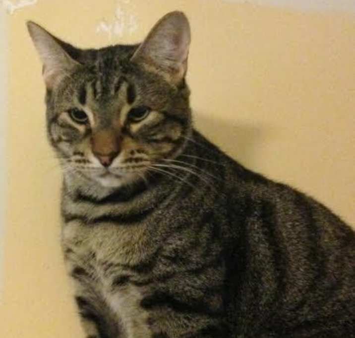 Photo of Gilligan