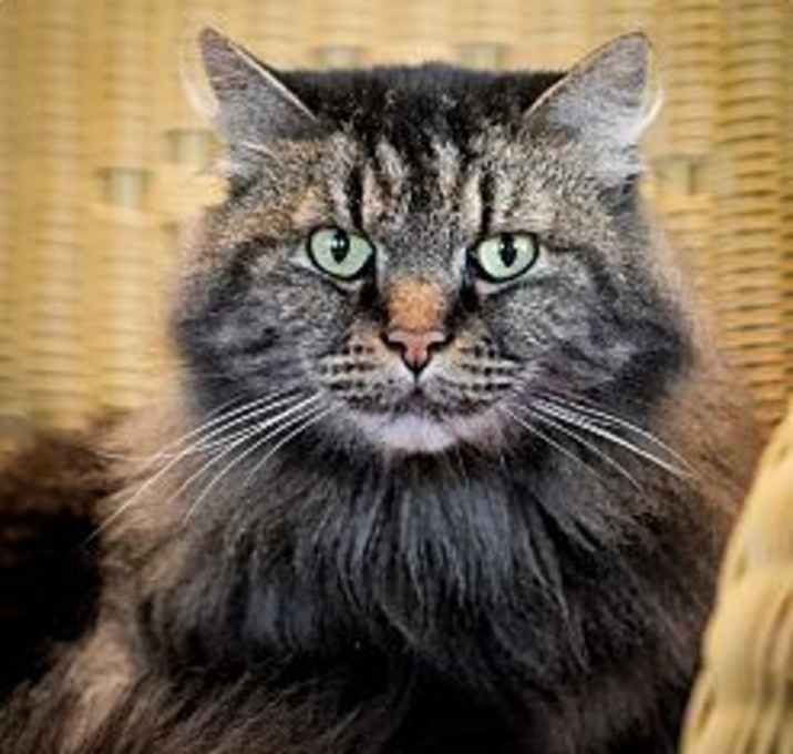 Photo of Coal