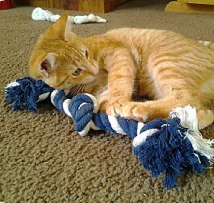 Photo of Puss In Boots