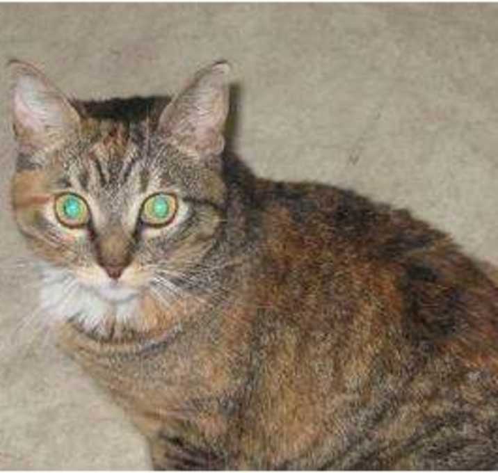 Photo of Cinders