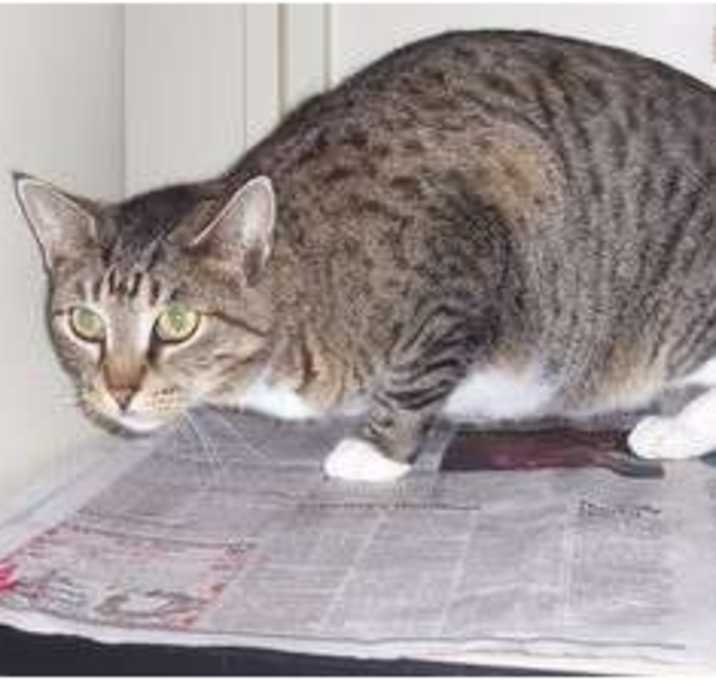 Photo of Dahlia