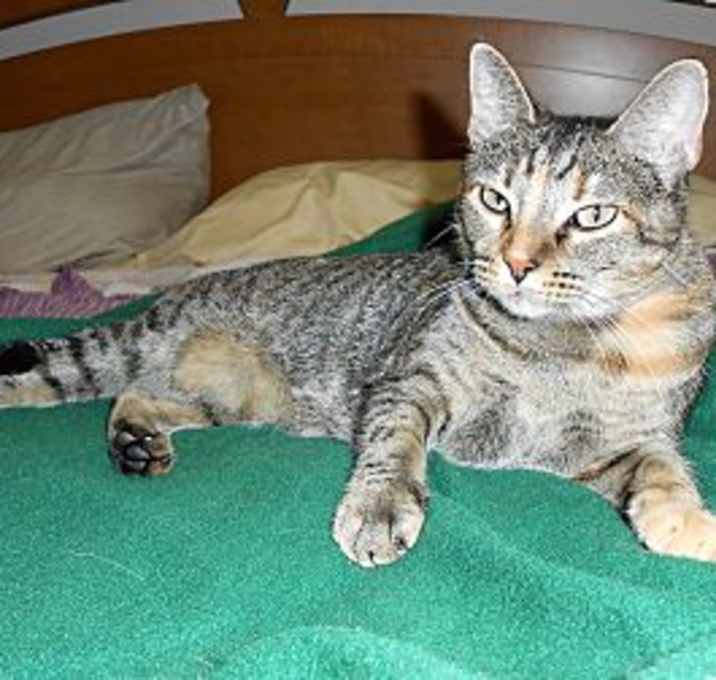 Photo of Shadow (RIP)
