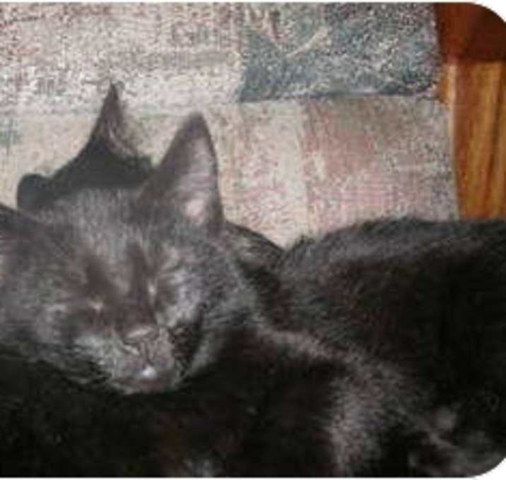 Photo of Brody