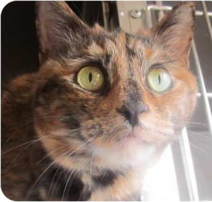 Photo of Birdie