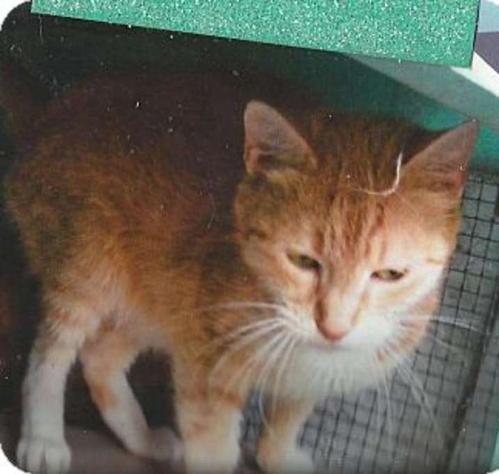 Photo of Punkin