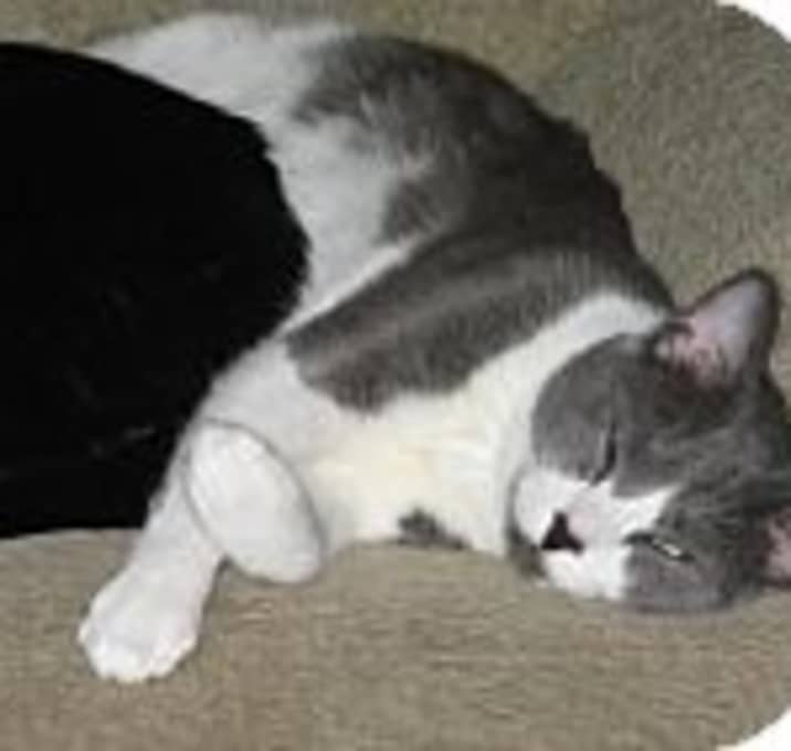 Photo of Hildi, Vinnie, Pierre, Domino