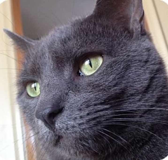 Photo of Blue