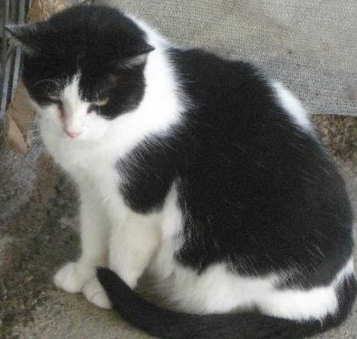 Photo of Panda - sponsor only