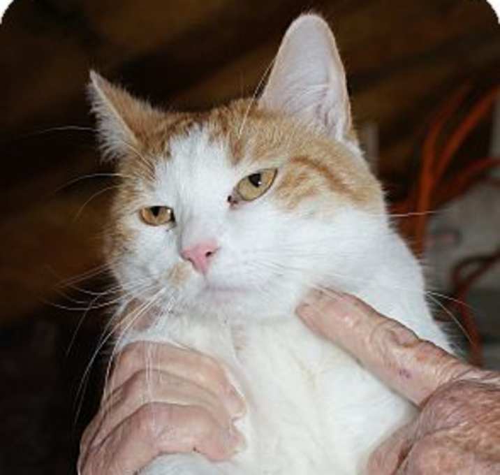 Photo of Peaches