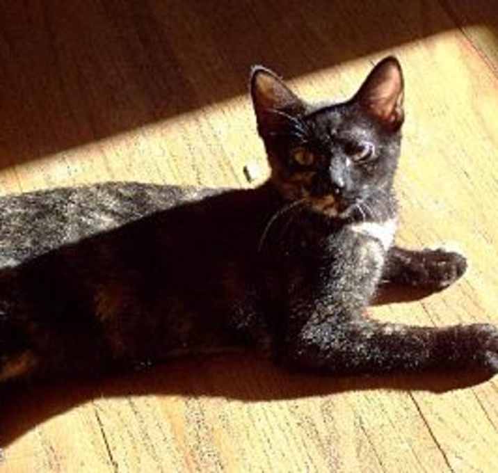 Photo of Tessie