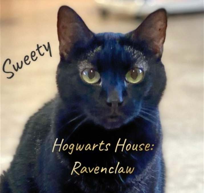 Photo of Sweety