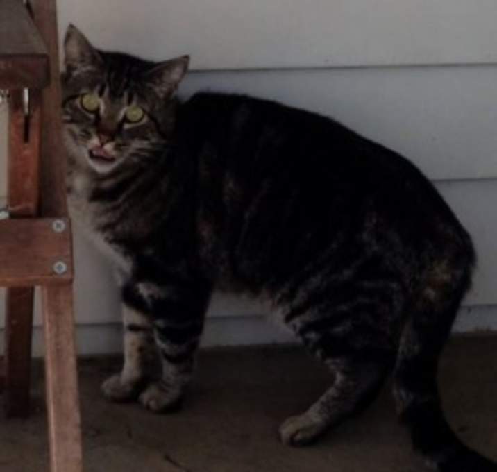 Photo of Neko