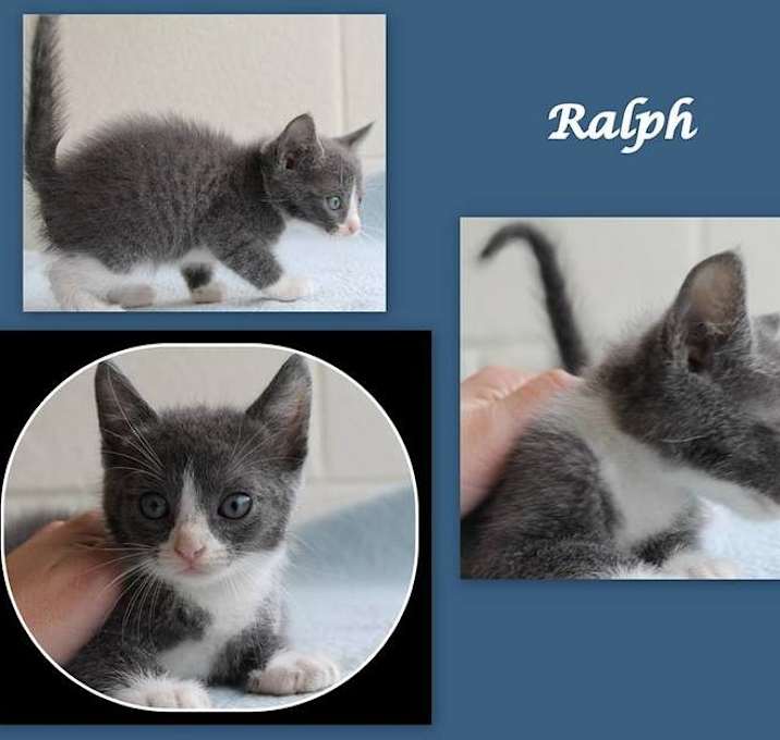 Photo of Ralph ★ CRITICAL! Available NOW!