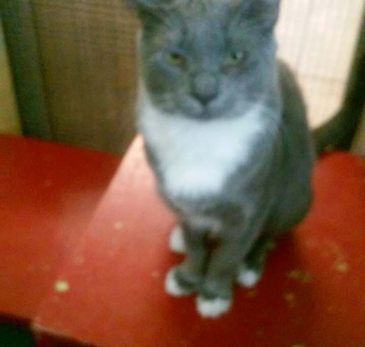 Photo of Opie