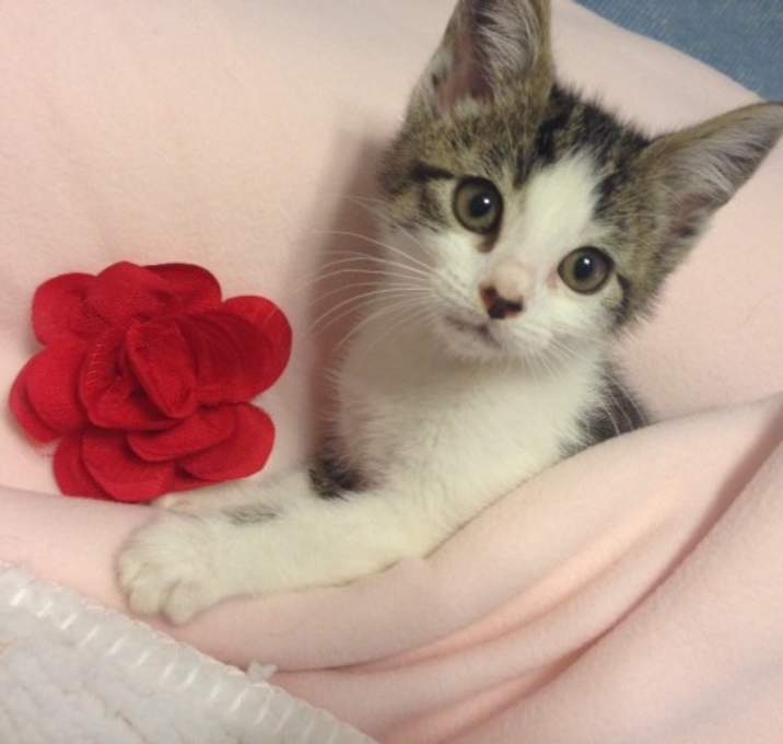 Photo of Abby/ playful, affectionate