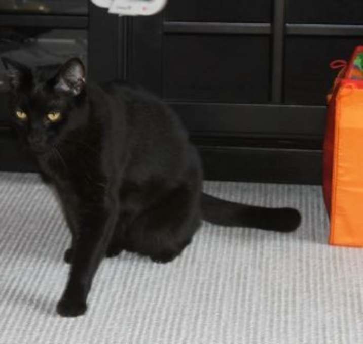 Photo of Handsome "Smokey"