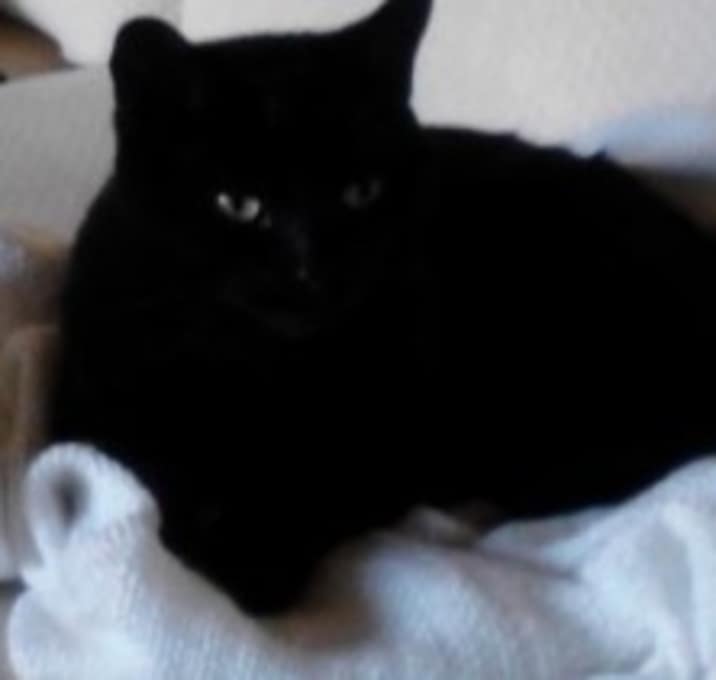 Photo of Cuddly "Pumpkin"