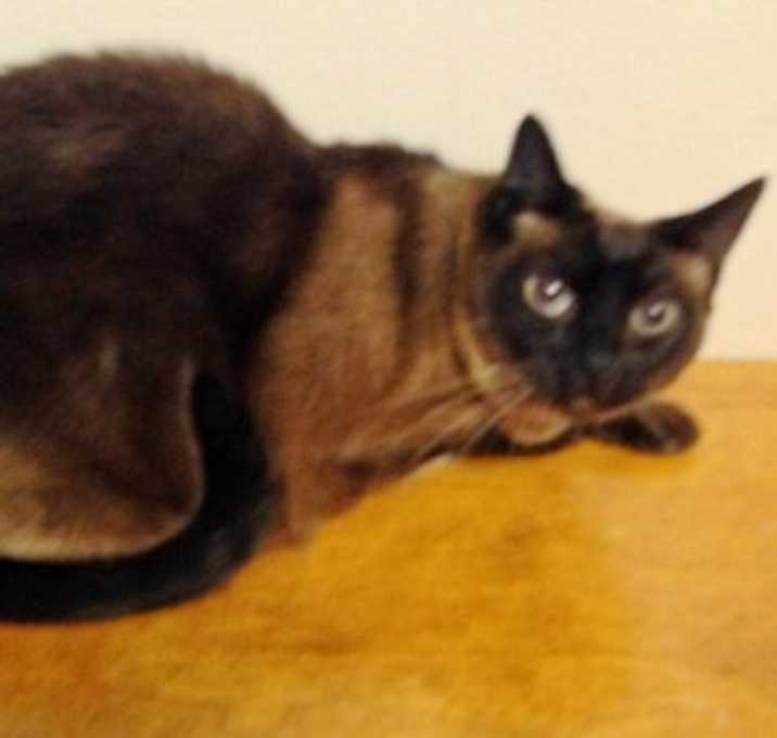 Photo of BOB