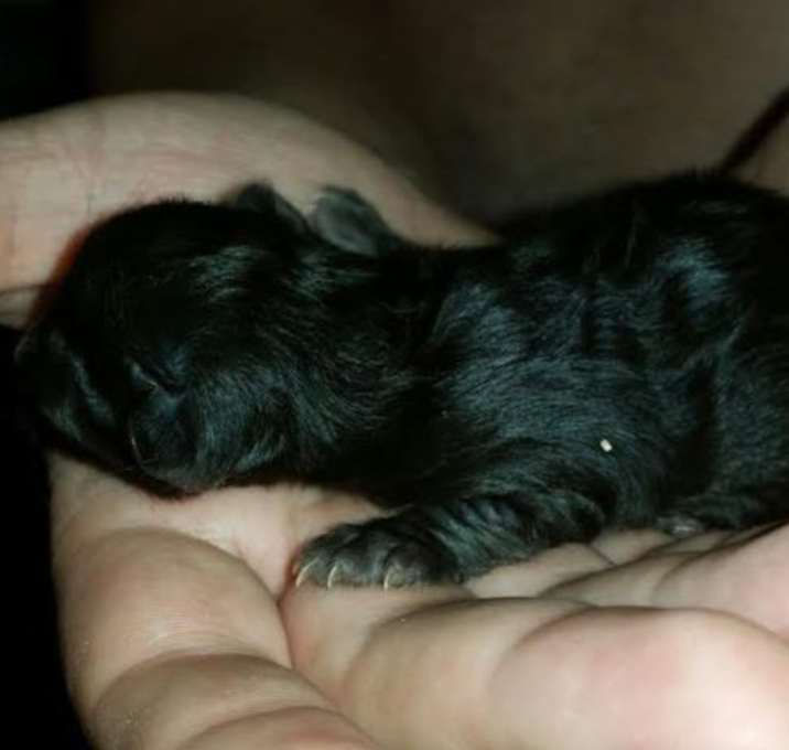 Photo of Kitten
