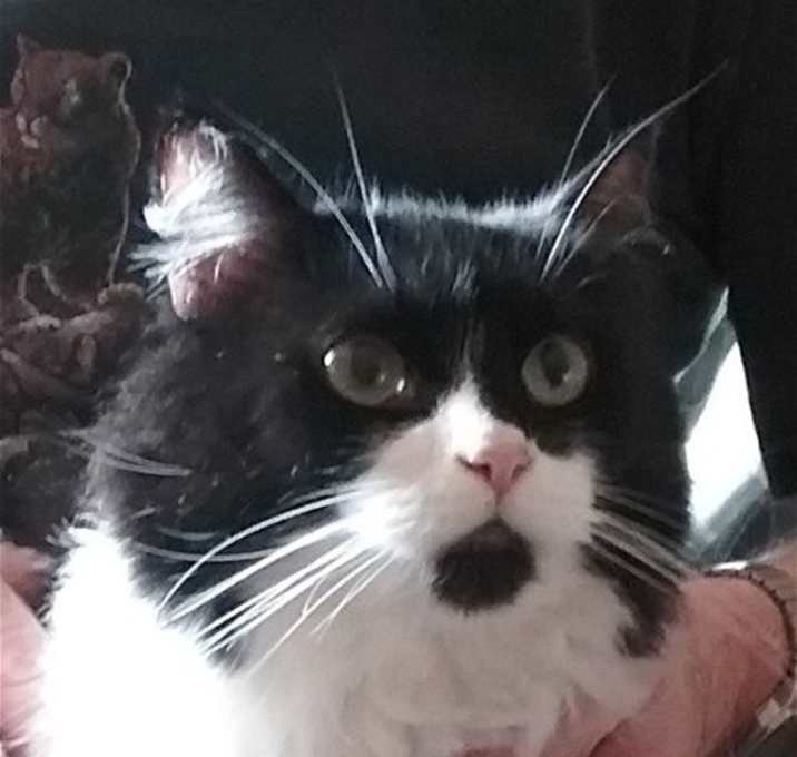 Photo of Briar